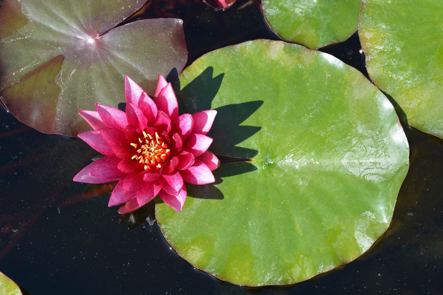 Marliacea Rubra Punctata Water Lily - Pond Plants - LW16