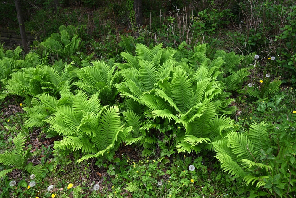 Matteuccia struthiopteris - Marginal Pond Plants - BP080