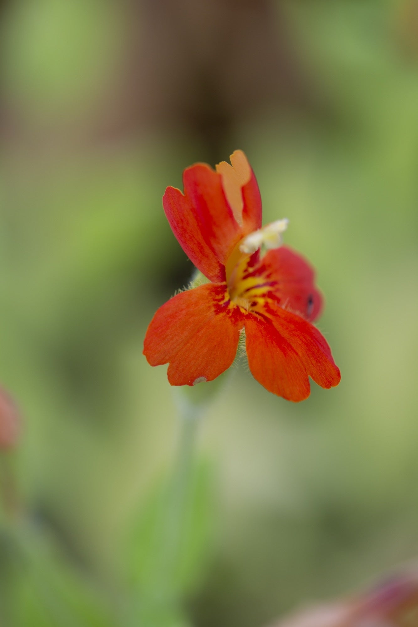 Mimulus cardinalis (Scarlet monkey flower) - Marginal Pond Plants - MP079