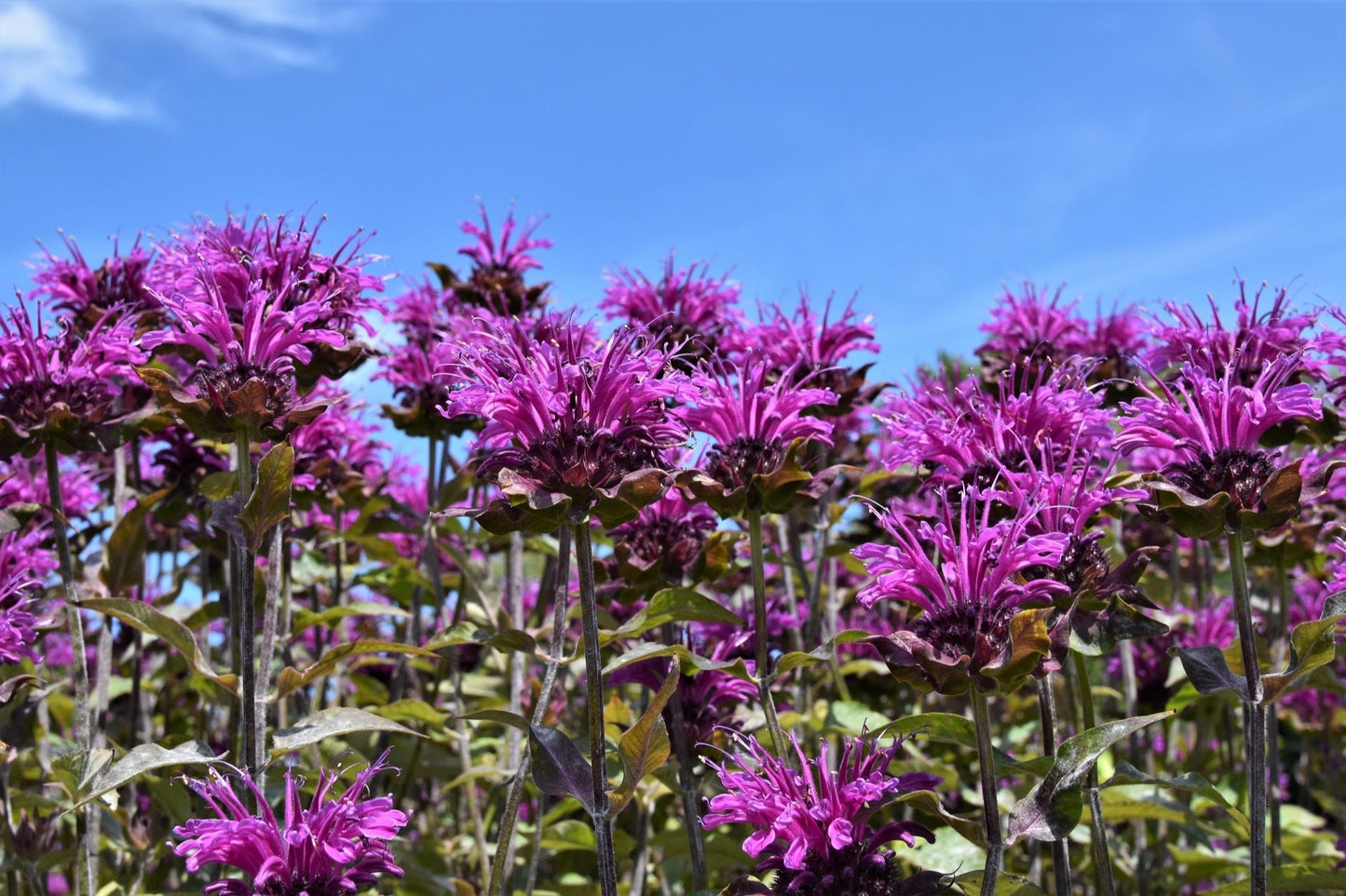 Monarda Scorpion - Marginal Pond Plants  - BP086