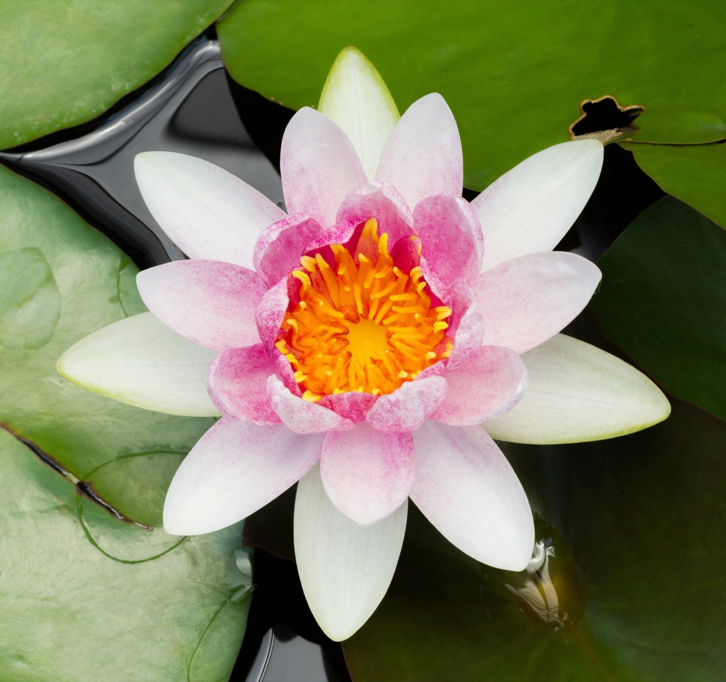 Mrs Richmond Water Lily - Pond Plants - LW18