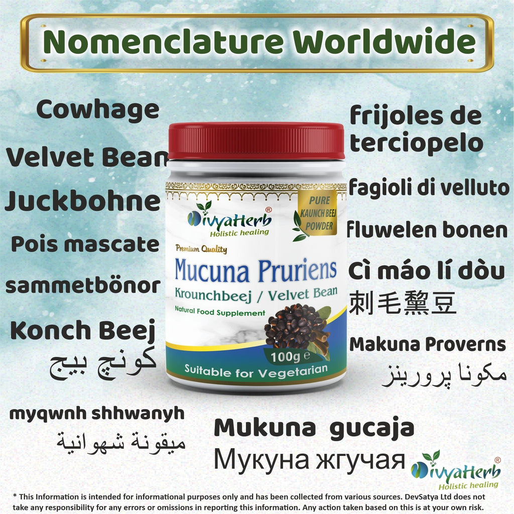 DivyaHerb Mucuna Pruriens Powder 100 gram - Daily Vitality Support