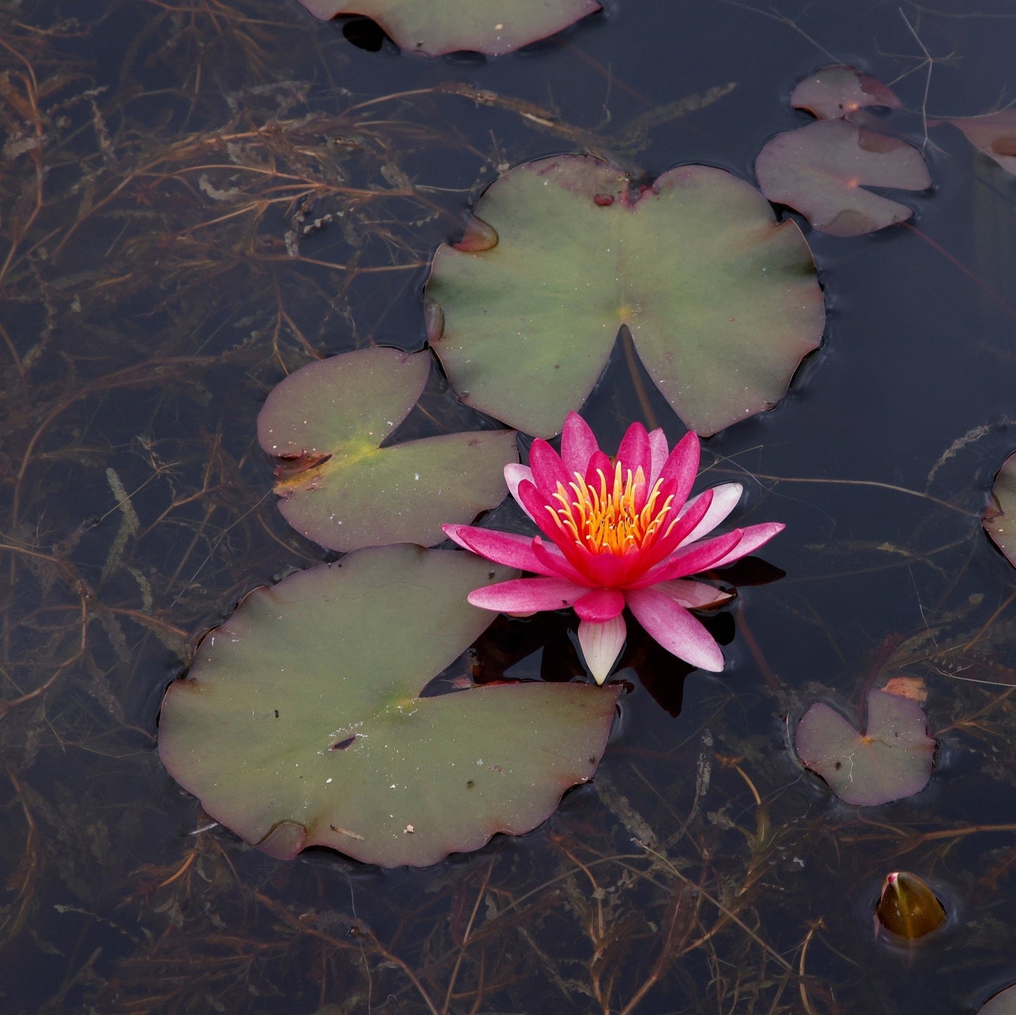 Newton Water Lily - Pond Plants - MW18