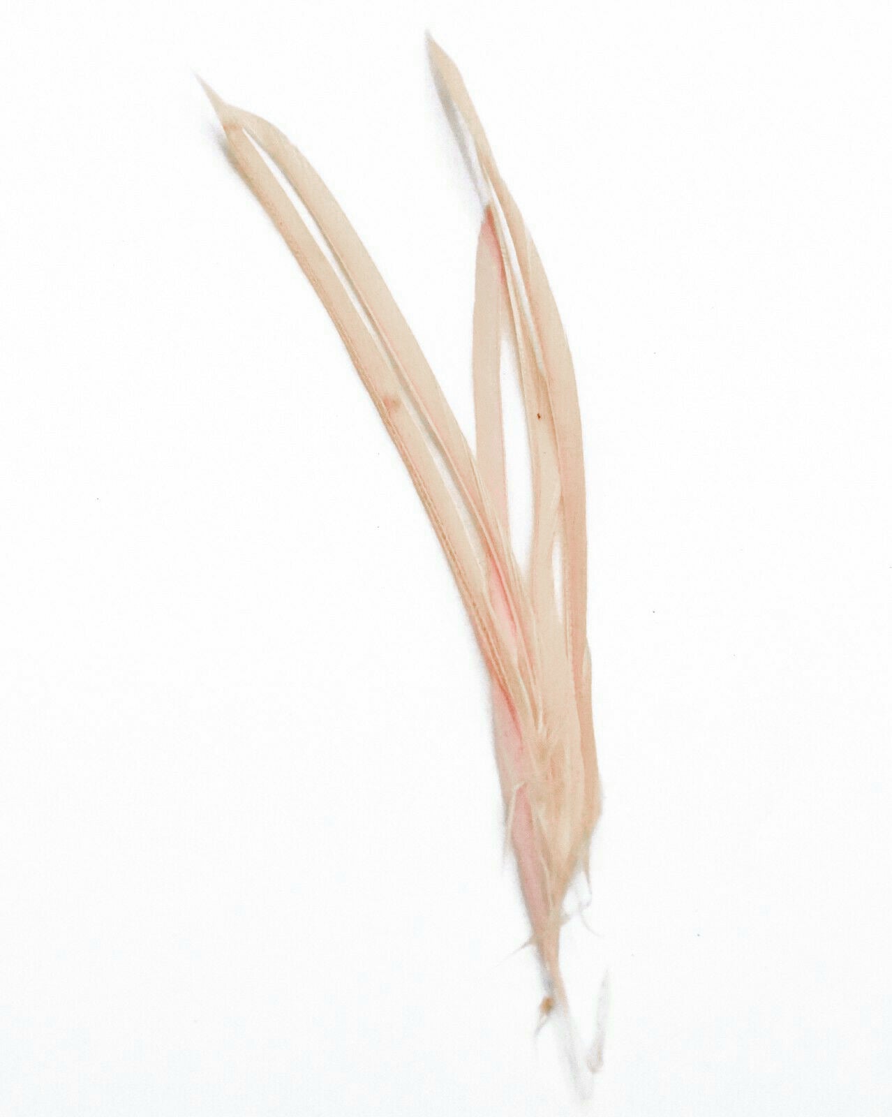 Long Fascinator Feathers Stripped Goose Biot Millinery Hats Trimmings Coloured