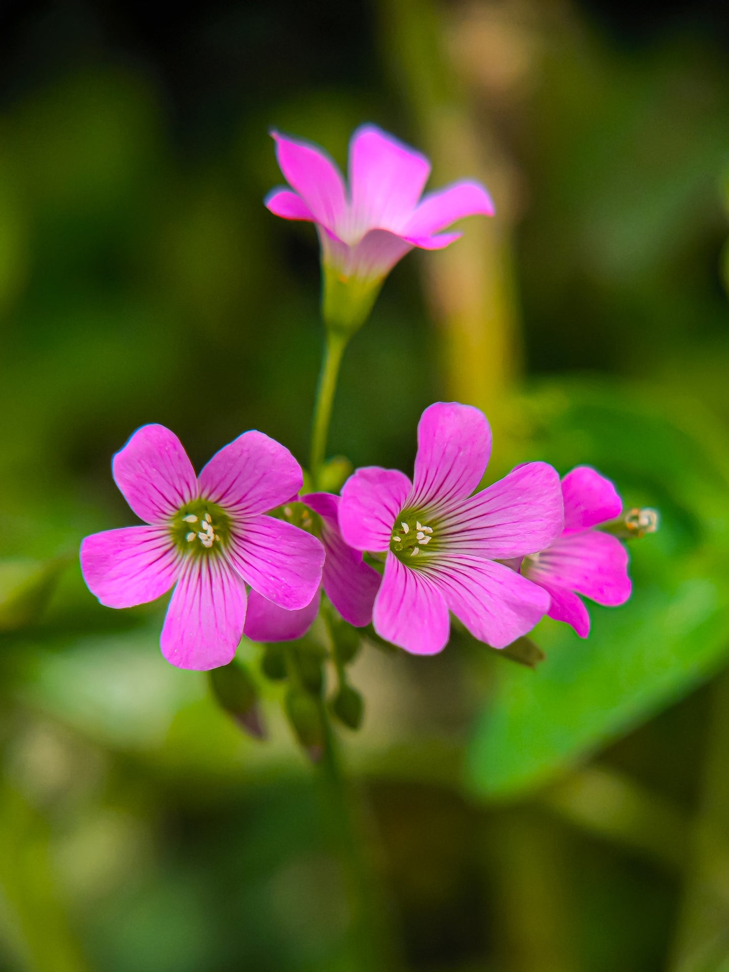 Oxalis Corymbosa - Marginal Pond Plants - BP091