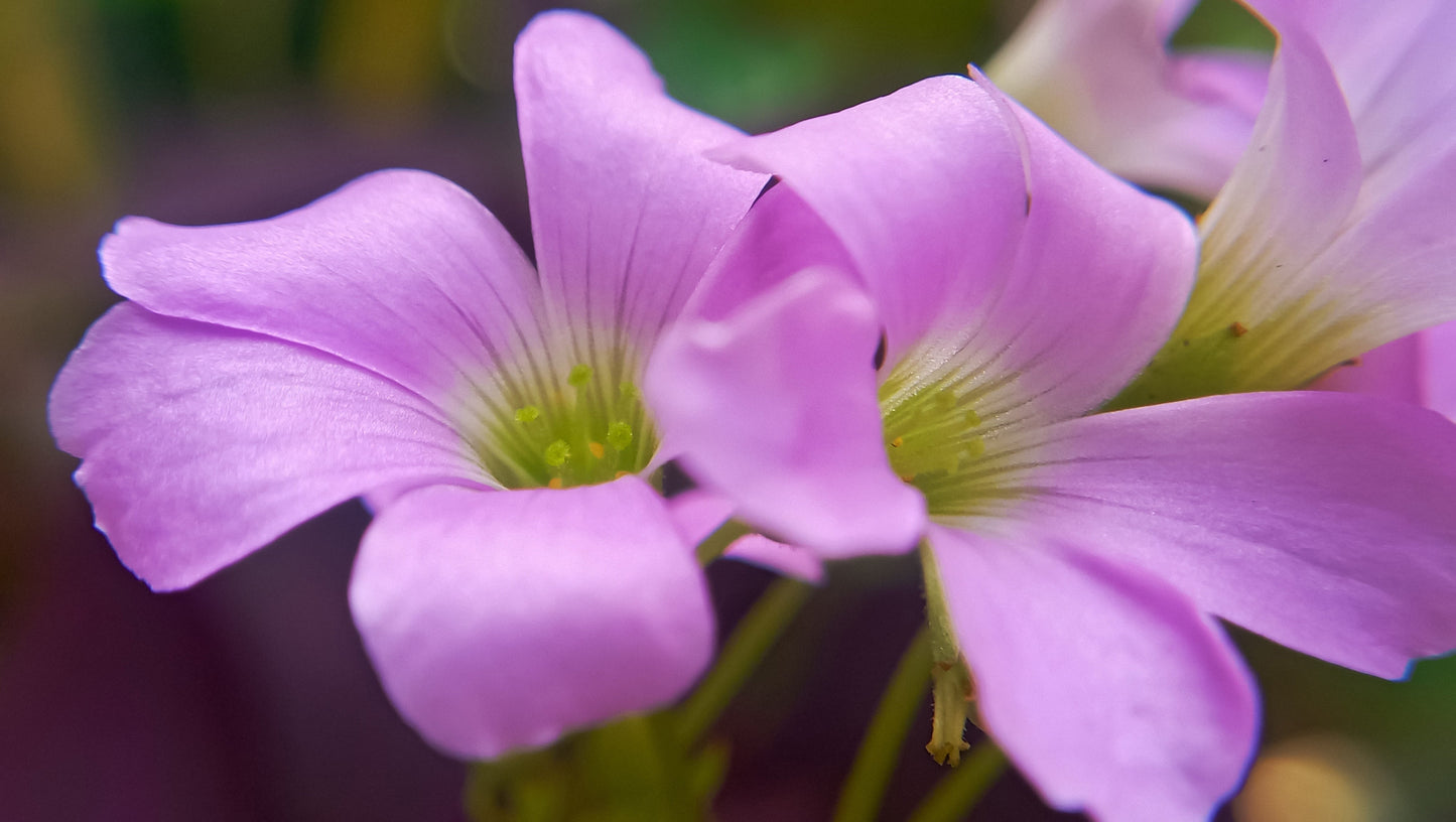 Oxalis Corymbosa - Marginal Pond Plants - BP091