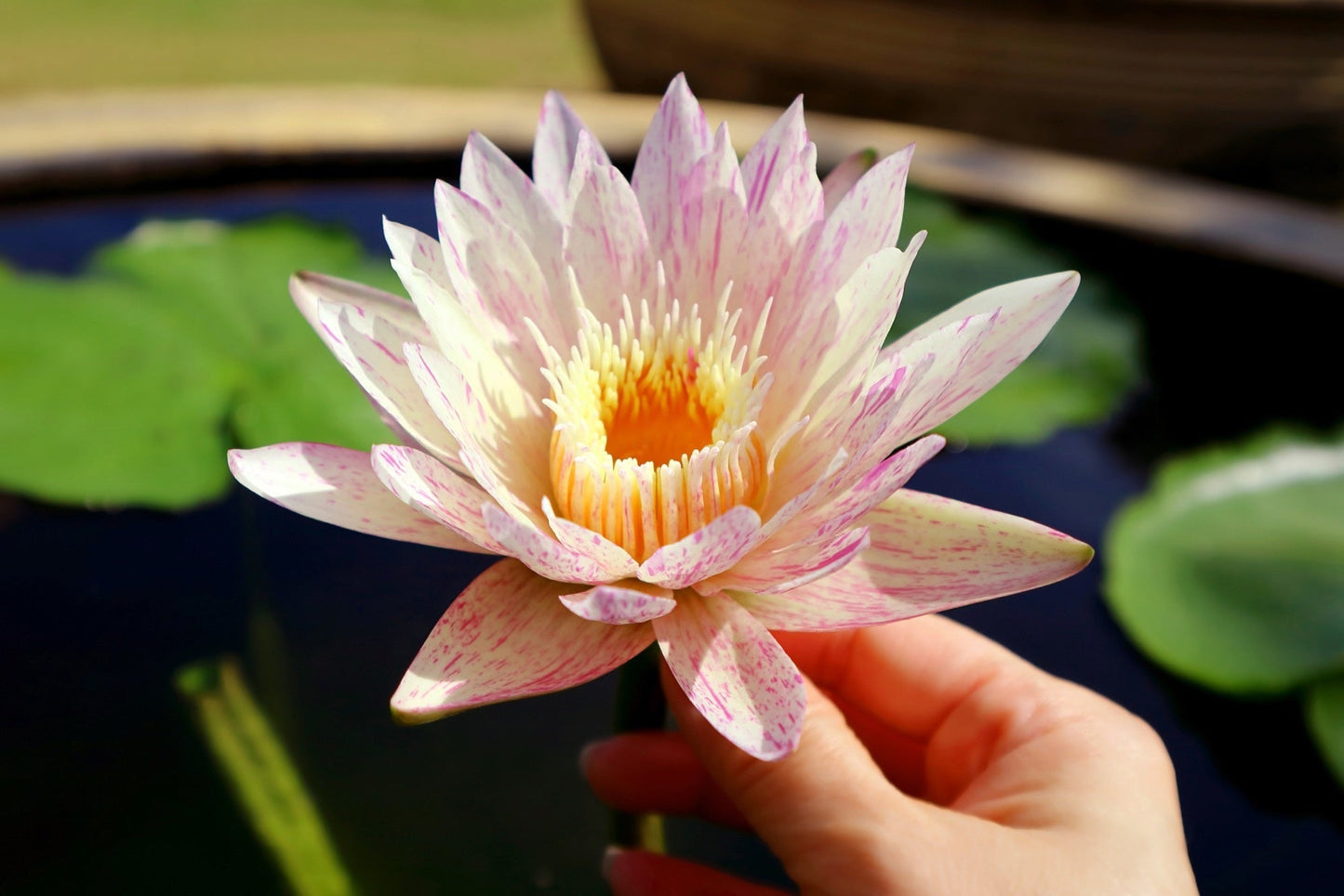 Paranee Water Lily - Pond Plants - MW32