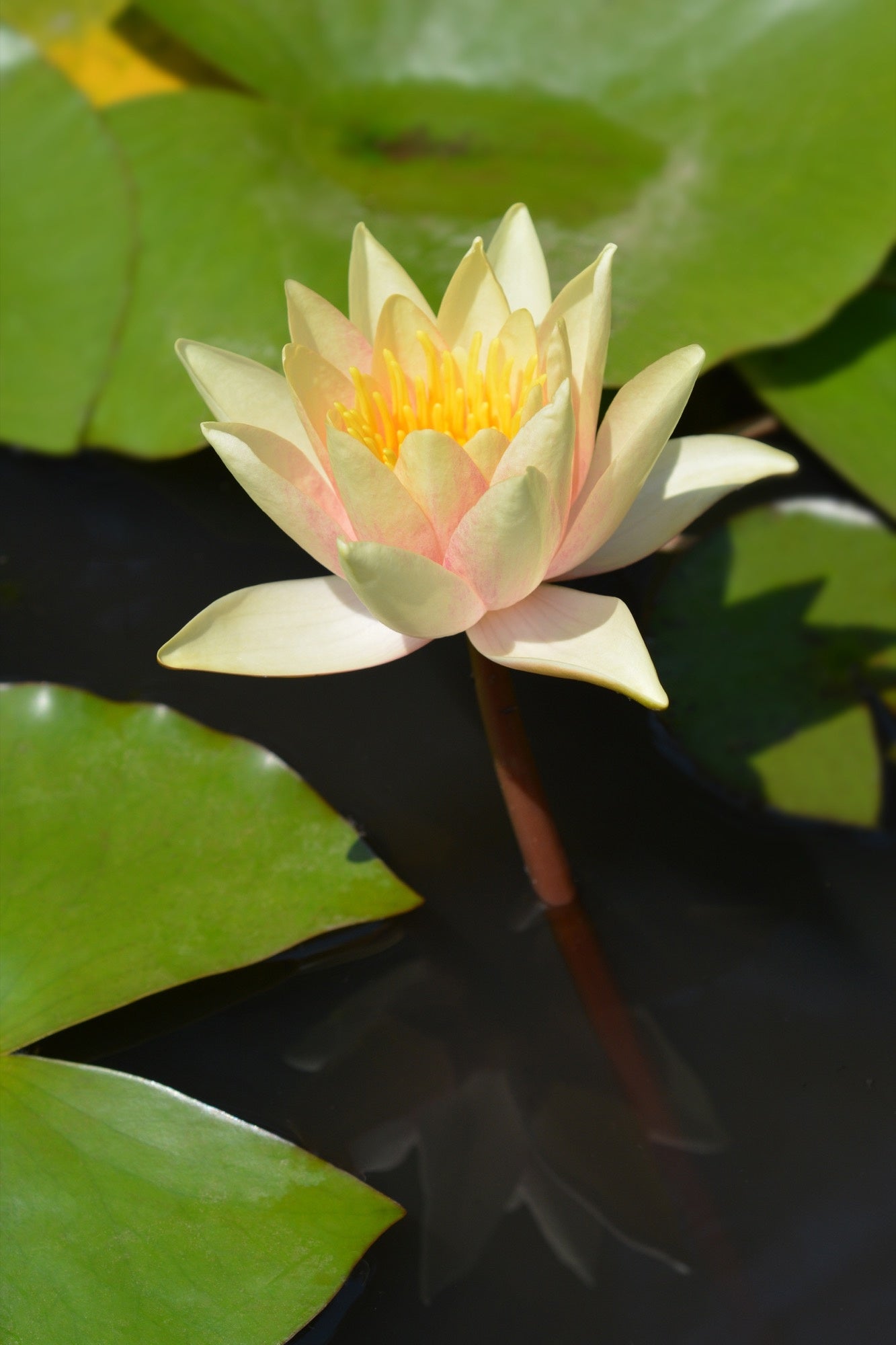 Paul Hariot Water Lily - Pond Plants - LW19