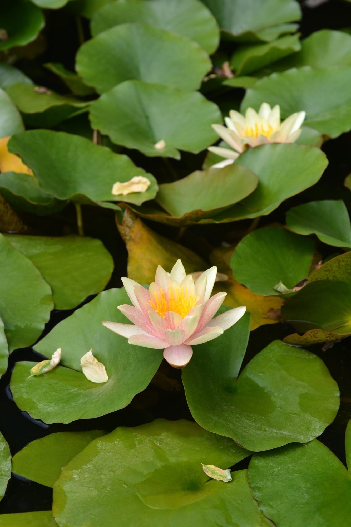 Paul Hariot Water Lily - Pond Plants - LW19