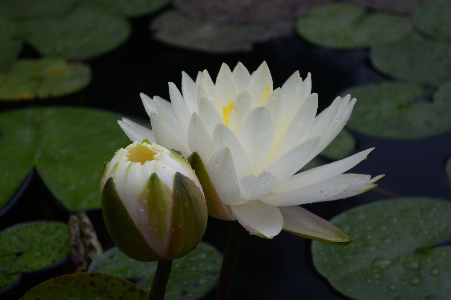 Perrys Double White Water Lily - Pond Plants - MW19