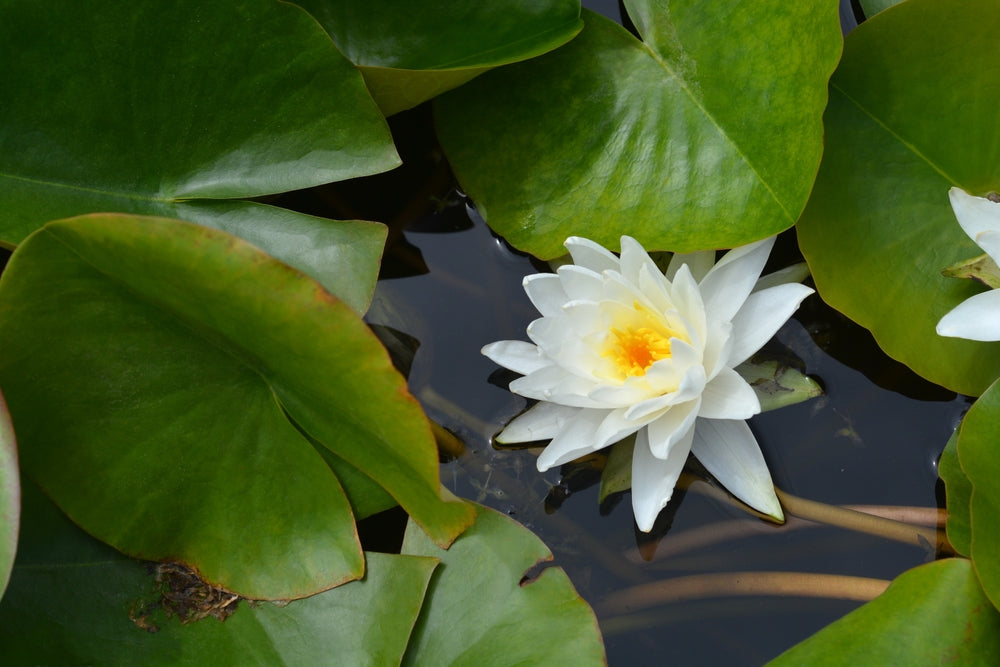 Perrys Double White Water Lily - Pond Plants - MW19
