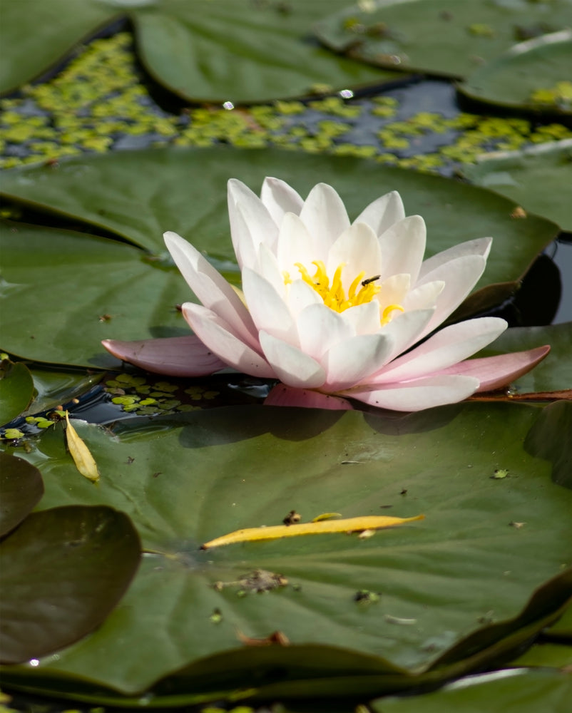 Perrys Double White Water Lily - Pond Plants - MW19