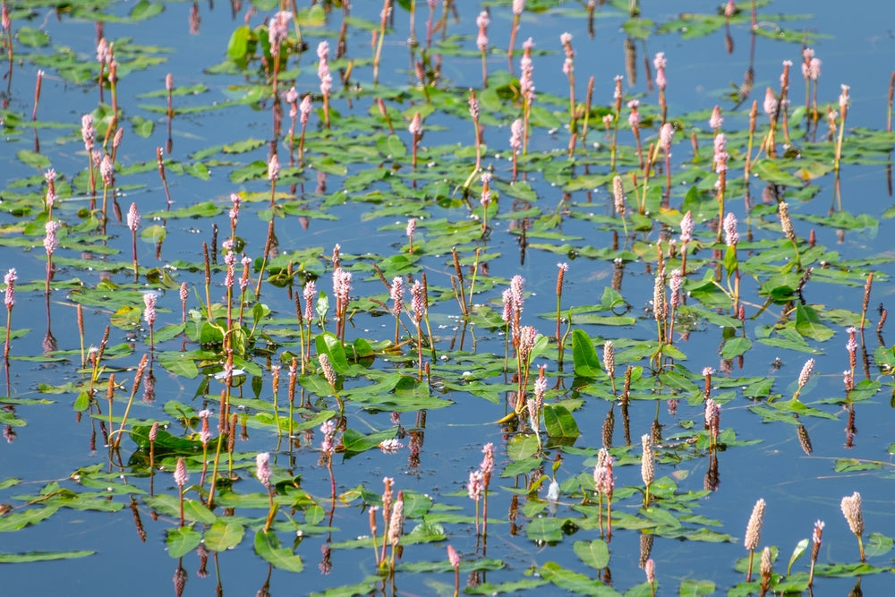 Persicaria bistorta (Adderwort, Bistort, Red legs or Snakeweed) - Marginal Pond Plants - BP088A