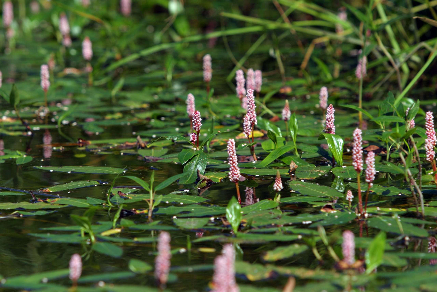 Persicaria amphibia (Amphibious bistort) - Marginal Pond Plants - MP088