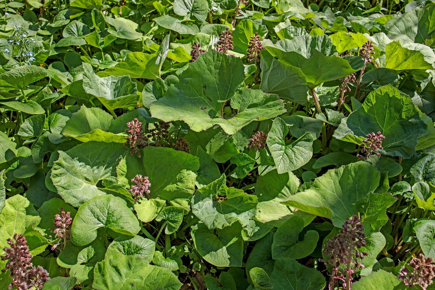 Petasites hybridus (Umbrella plant) - Marginal Pond Plants - MP089A