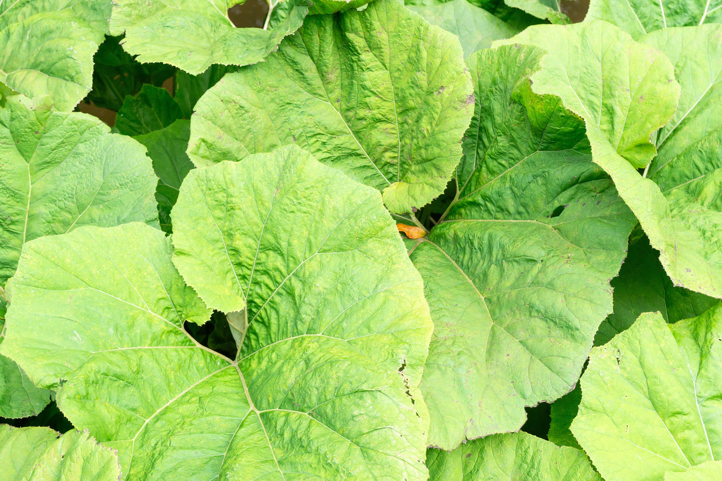 Petasites Japonicus Giganteus - Marginal Pond Plants - MP089B