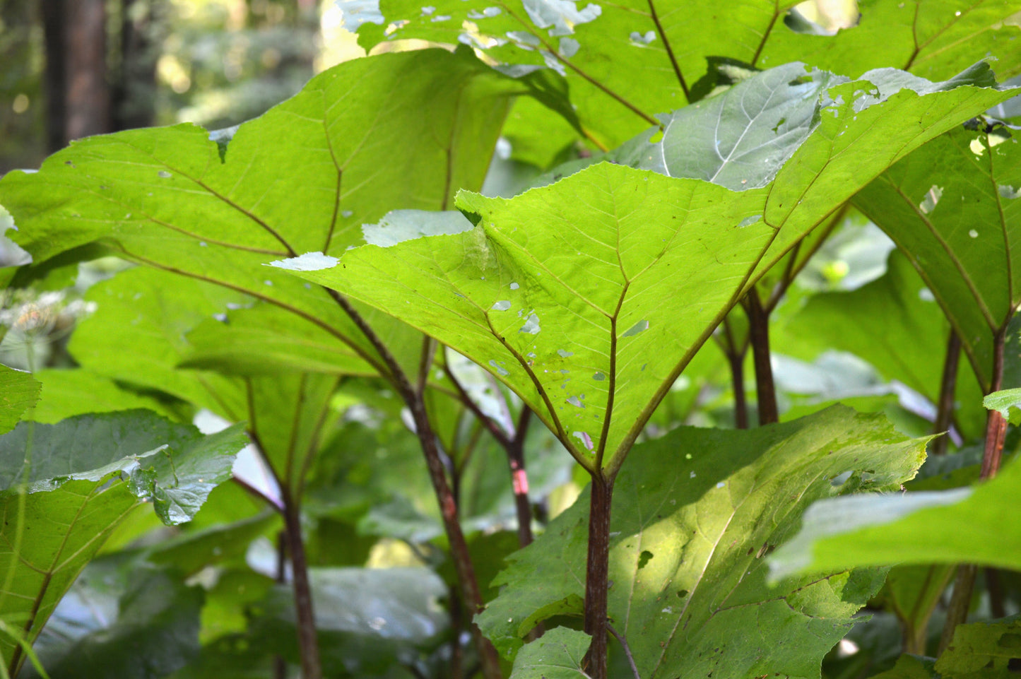 Petasites Japonicus Giganteus - Marginal Pond Plants - MP089B