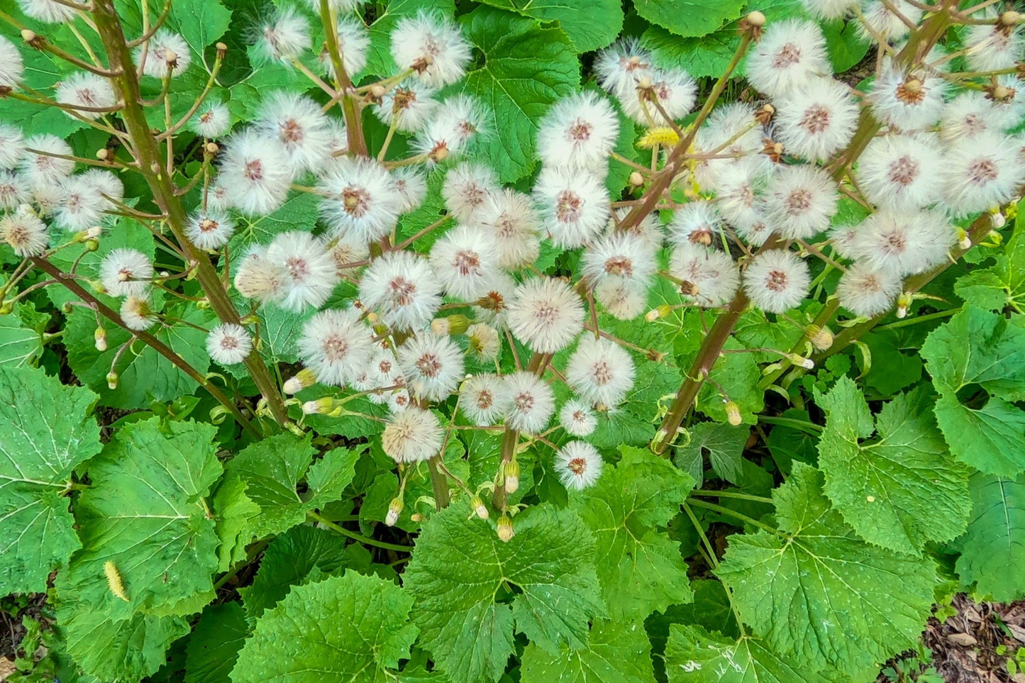 Petasites albus - Marginal Pond Plants - MP089