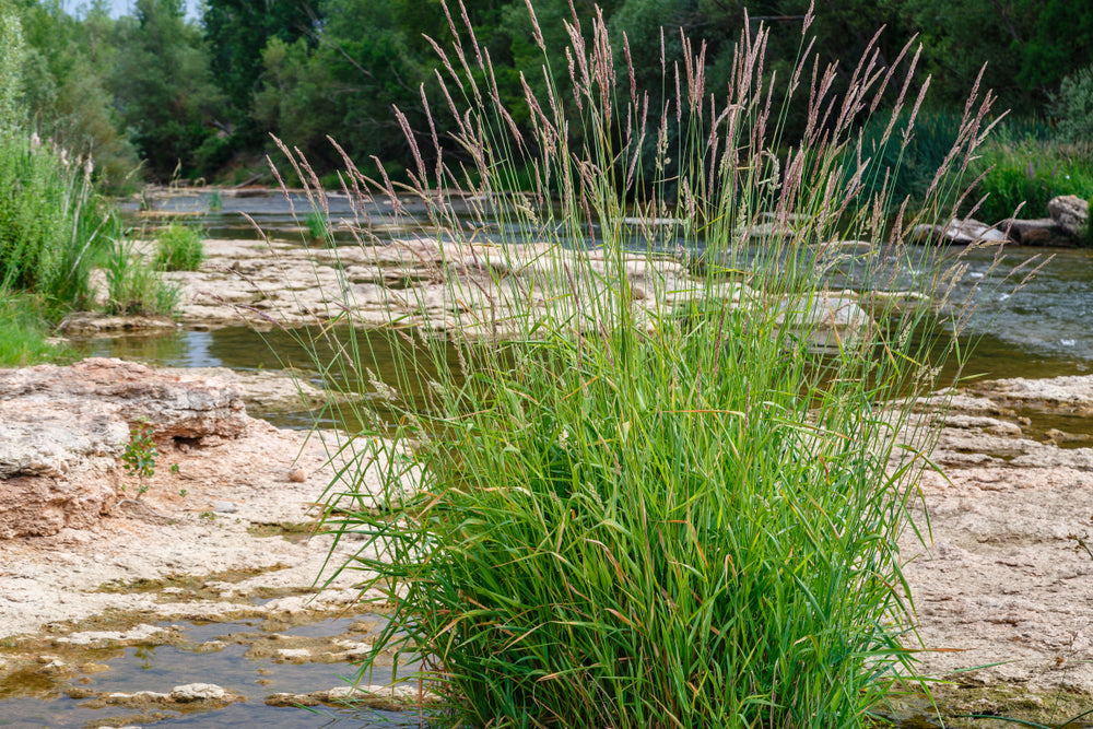 Phragmites australis (Norfolk reed) - Marginal Pond Plants - MP091