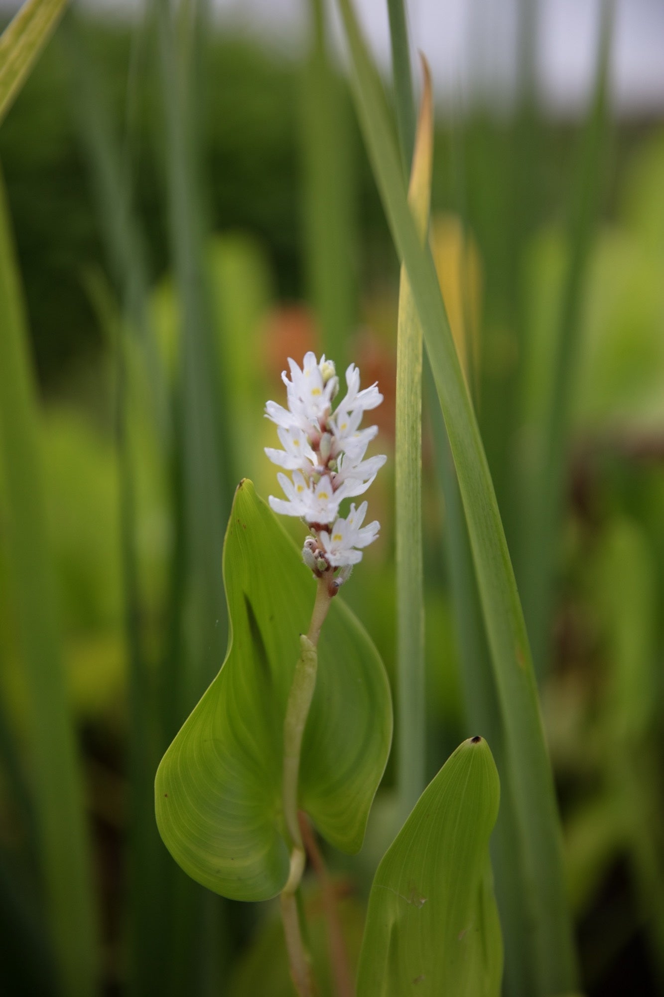 Pontederia cordata 'Alba' (White pickerel weed) - Marginal Pond Plants - MP093