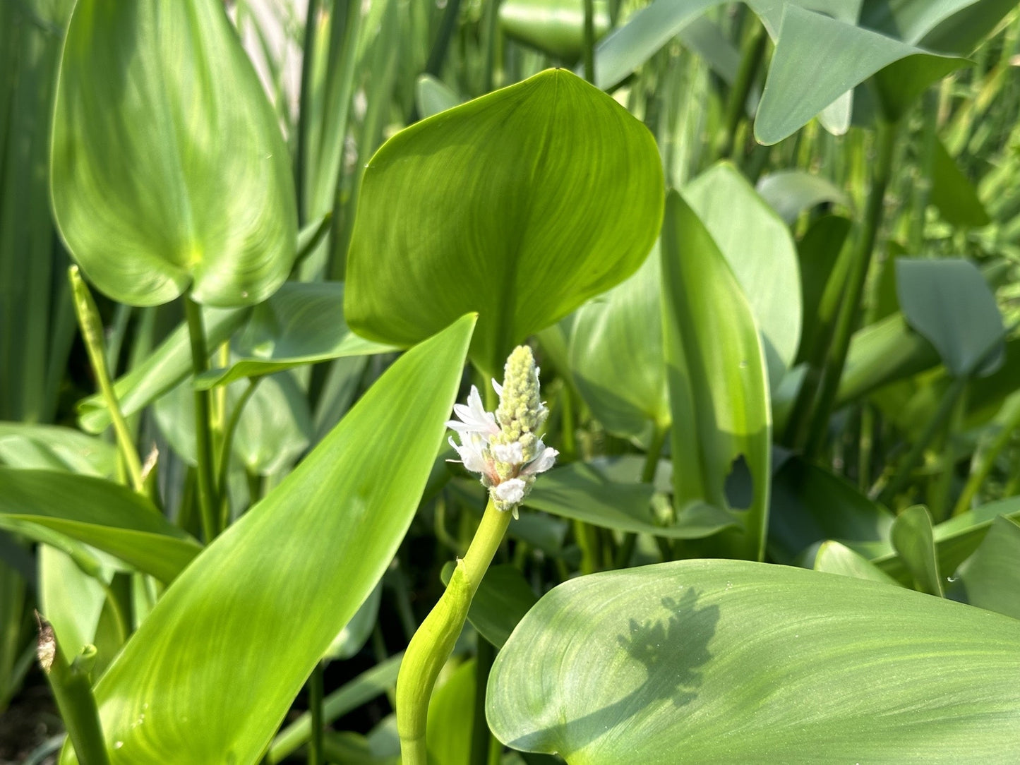 Pontederia cordata 'Alba' (White pickerel weed) - Marginal Pond Plants - MP093