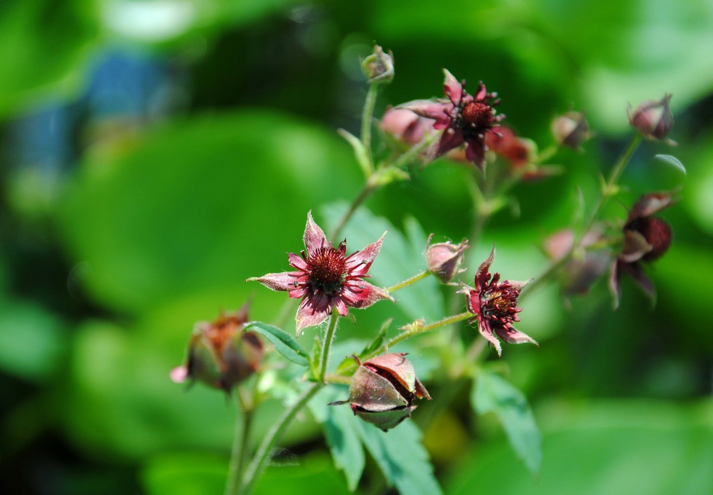 Potentilla palustris (Marsh cinquefoil) - Marginal Pond Plants - MP096