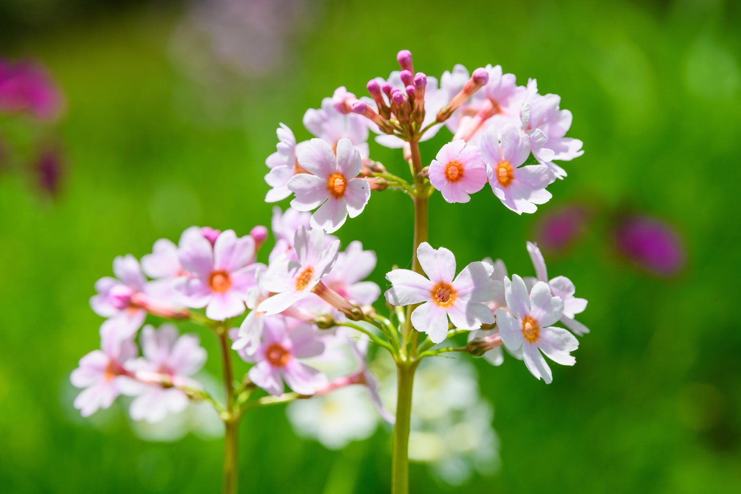 Primula Japonica Apple Blossom - Marginal Pond Plants - BP098B
