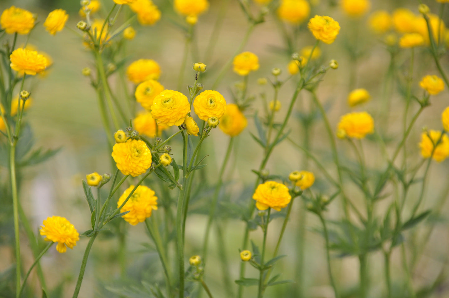 Ranunculus Acris (batchelor buttons) - Marginal Pond Plants - MP098