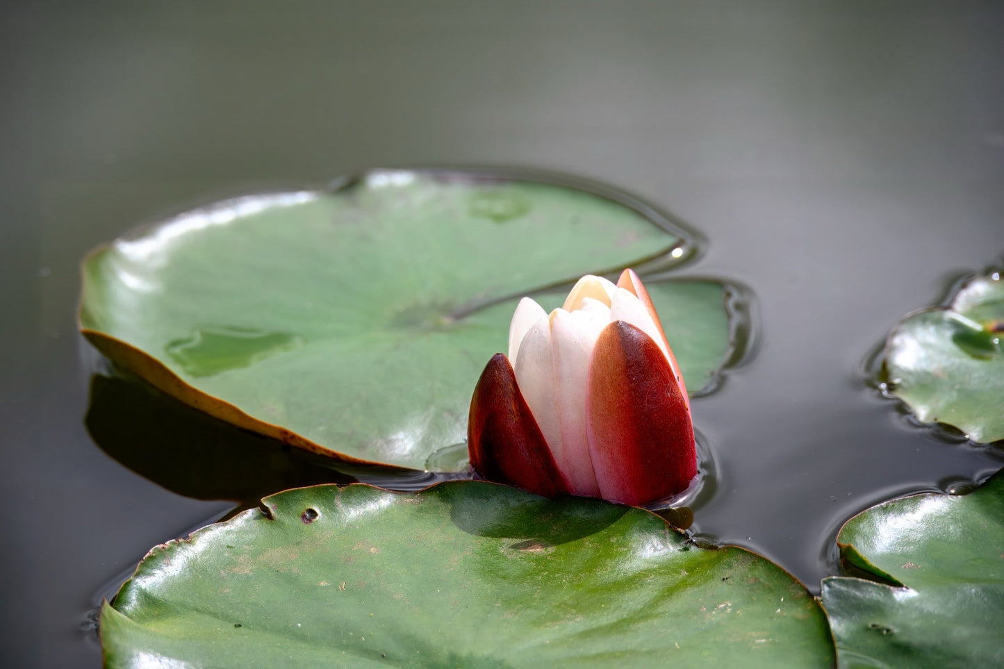 Rembrandt Water Lily - Pond Plants - MW22