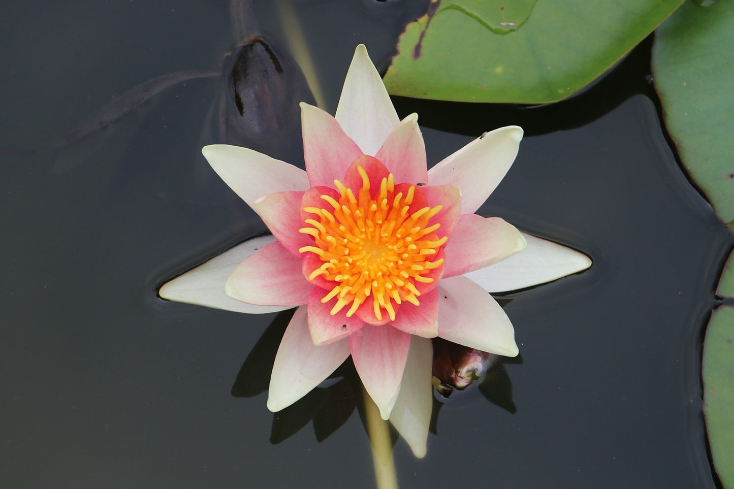 Rene Gerard Water Lily - Pond Plants - LW21