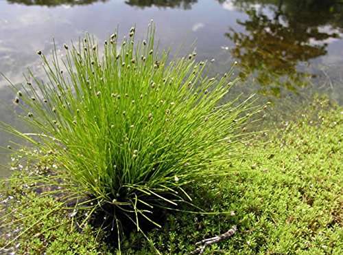 Scirpus cernuus (Fibre optic plant) - Marginal Oxygenating Pond Plants - OX025