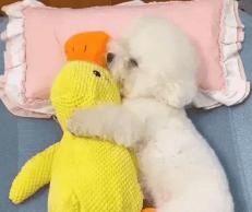 Dog Sleeping Companion Toy – Plush Duck for Comfort & Play