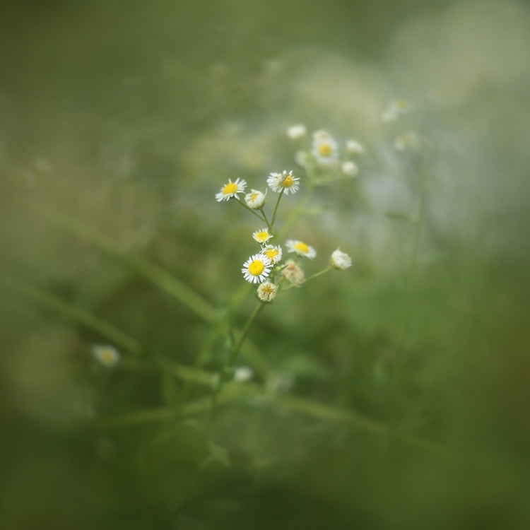 62mm Central Exposure Edge Blur Close-Up Photography Special Effects Filter
