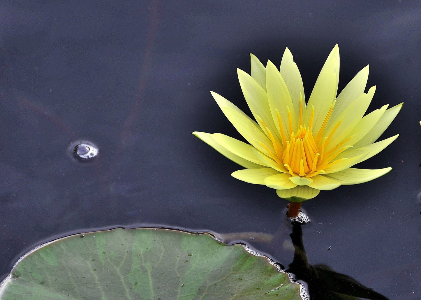 Texas Dawn Water Lily - Pond Plants - MW26