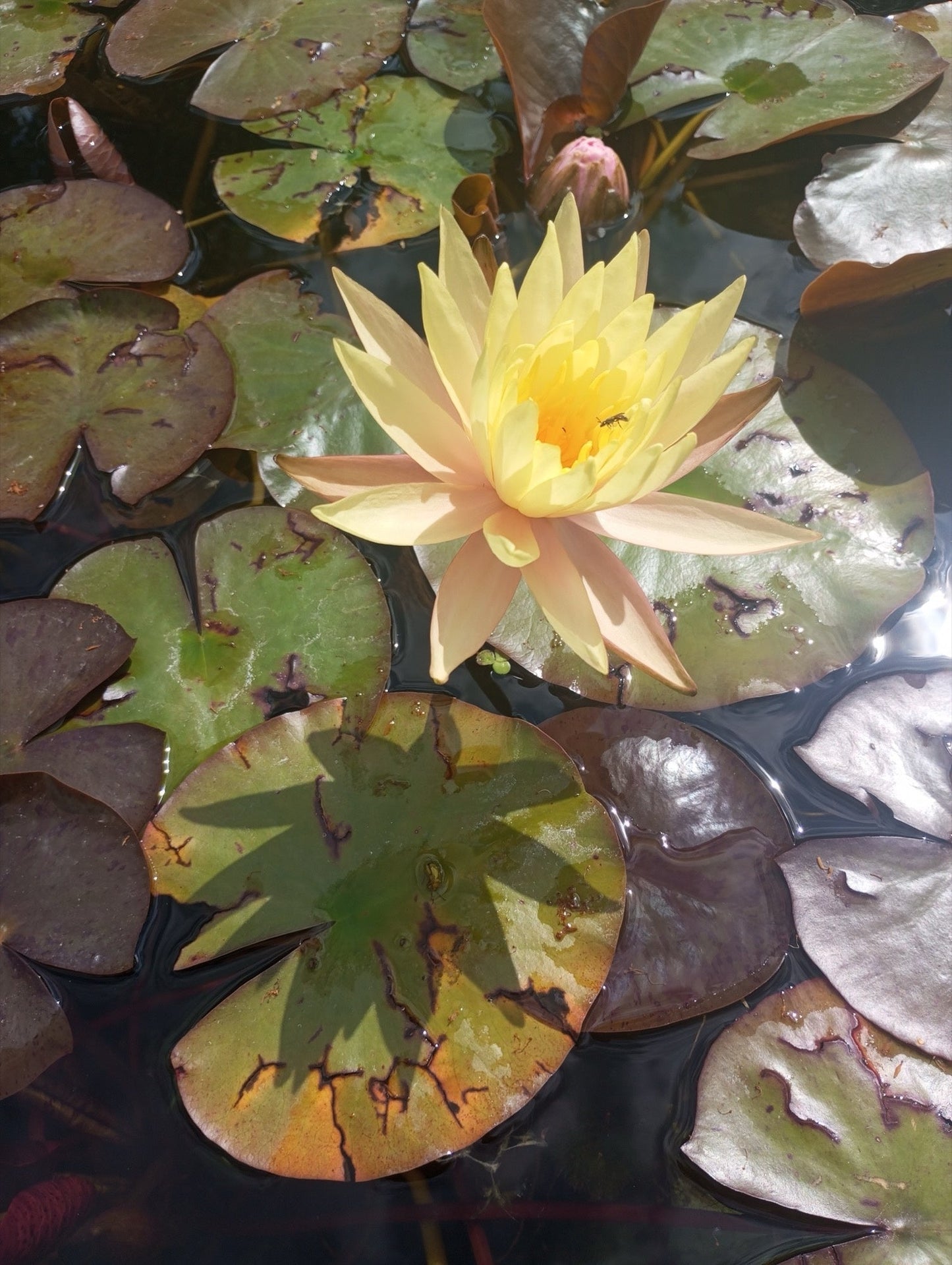 Texas Dawn Water Lily - Pond Plants - MW26