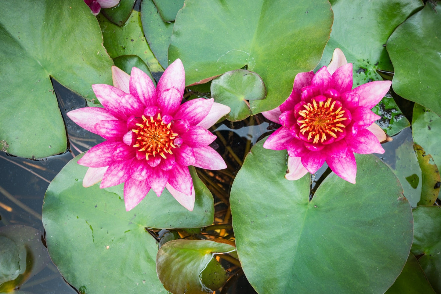 Vesuve Water Lily - Pond Plants - LW25