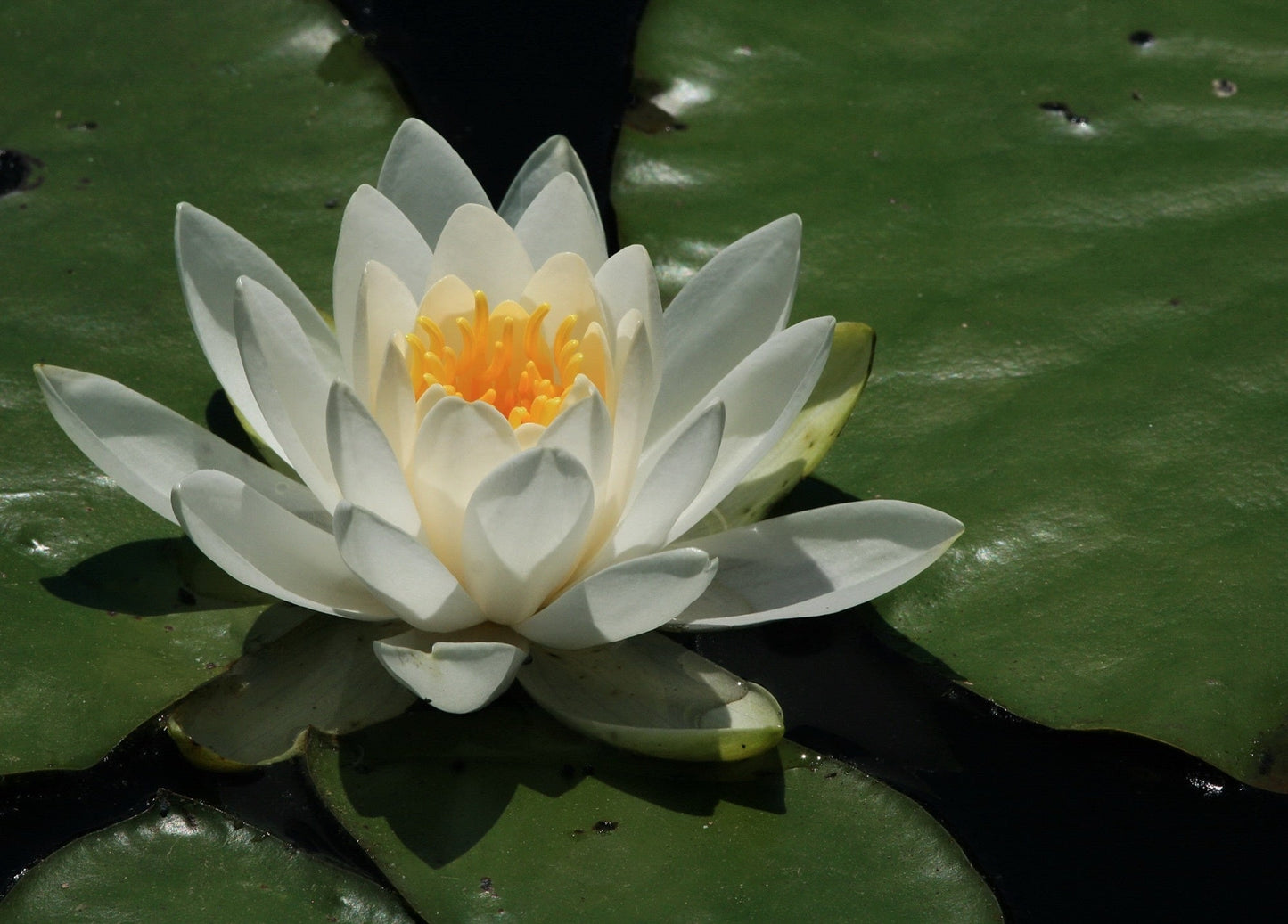 Virginia Water Lily - Pond Plants - LW26