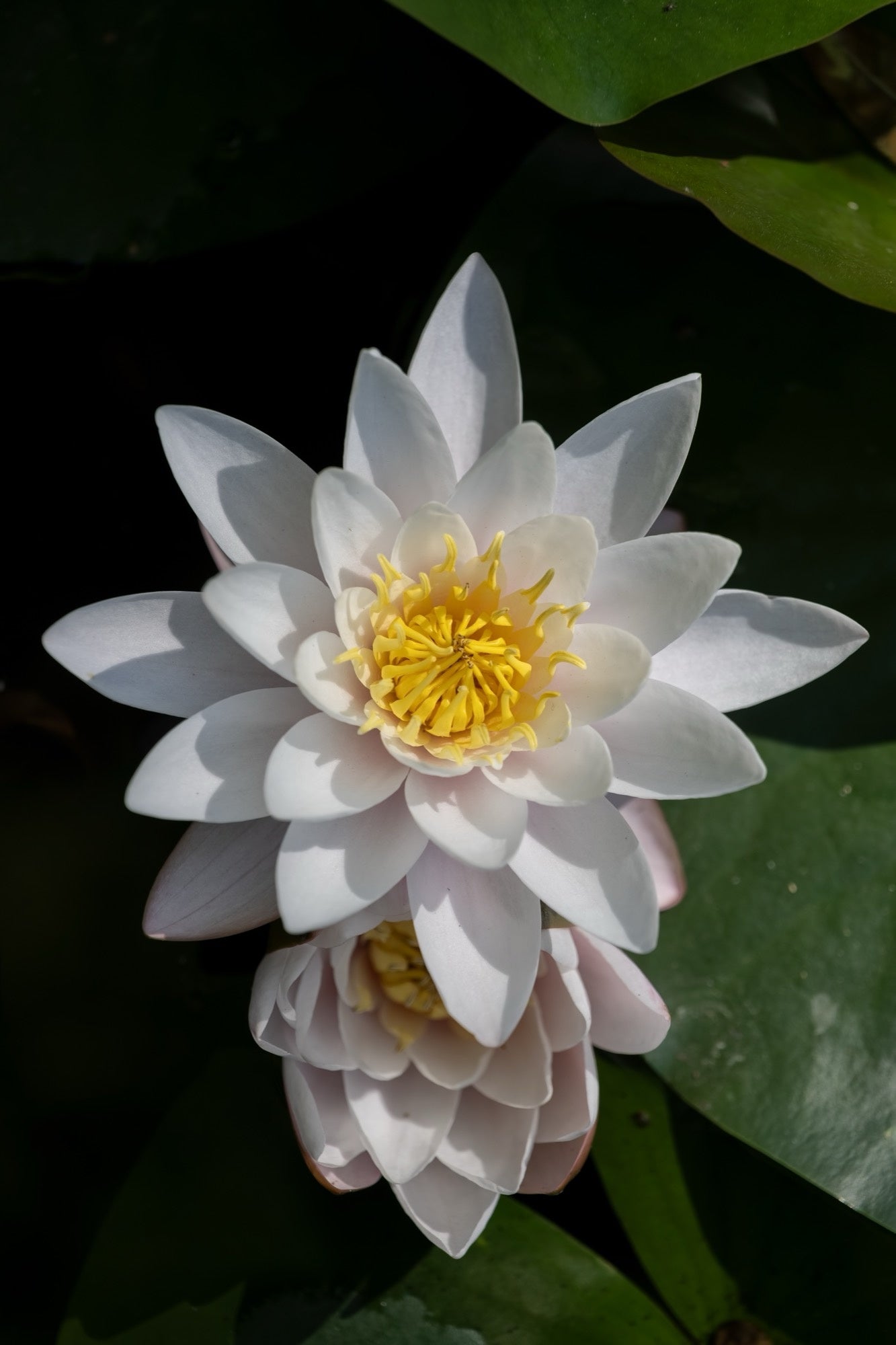 Virganilis Water Lily - Pond Plants - MW28