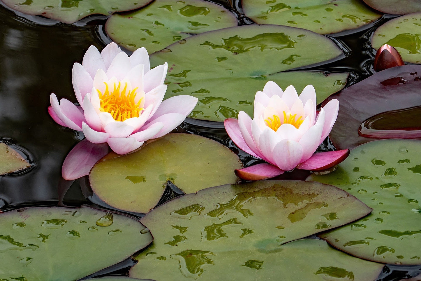 WB Shaw Water Lily - Pond Plants - MW29