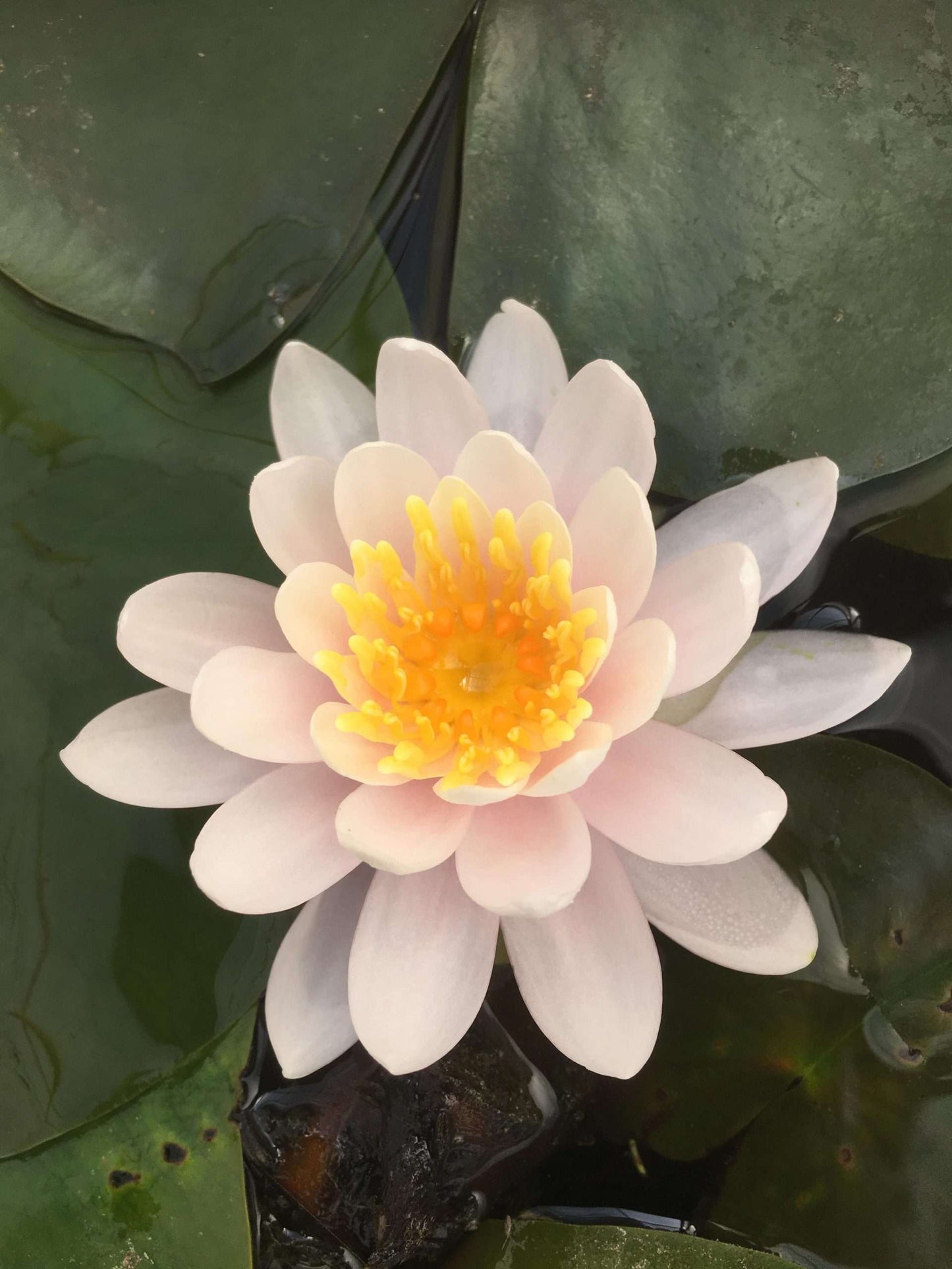 WB Shaw Water Lily - Pond Plants - MW29