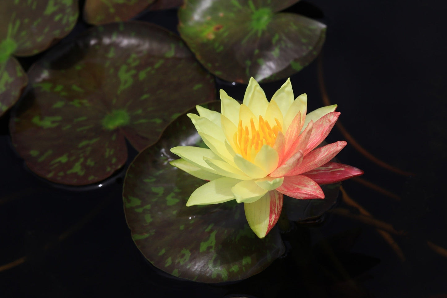 Wanvisa Water Lily - Pond Plants - LW27