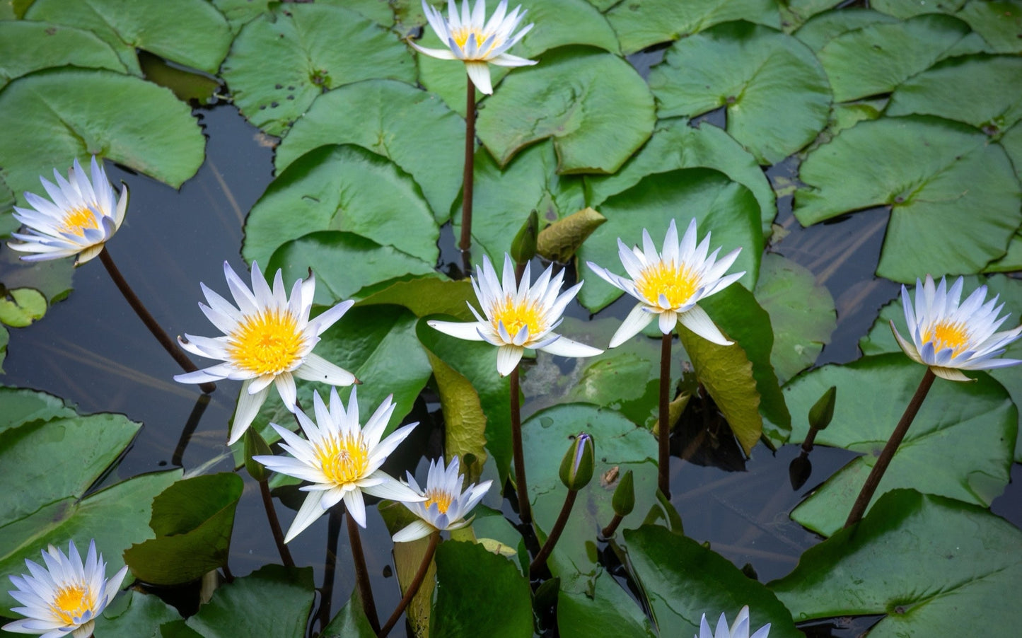 White Gladstoniana Water Lily - Pond Plants - VLW05