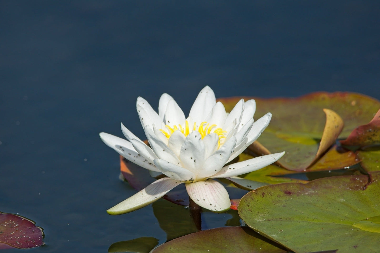 White Gladstoniana Water Lily - Pond Plants - VLW05