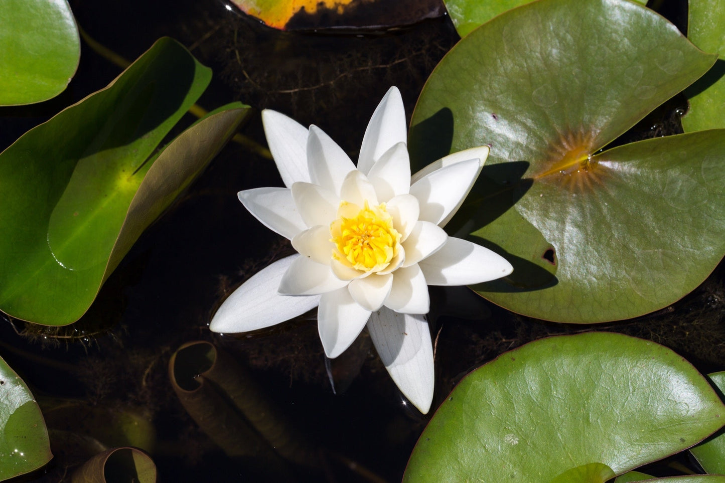 White Hermine Water Lily - Pond Plants - LW11