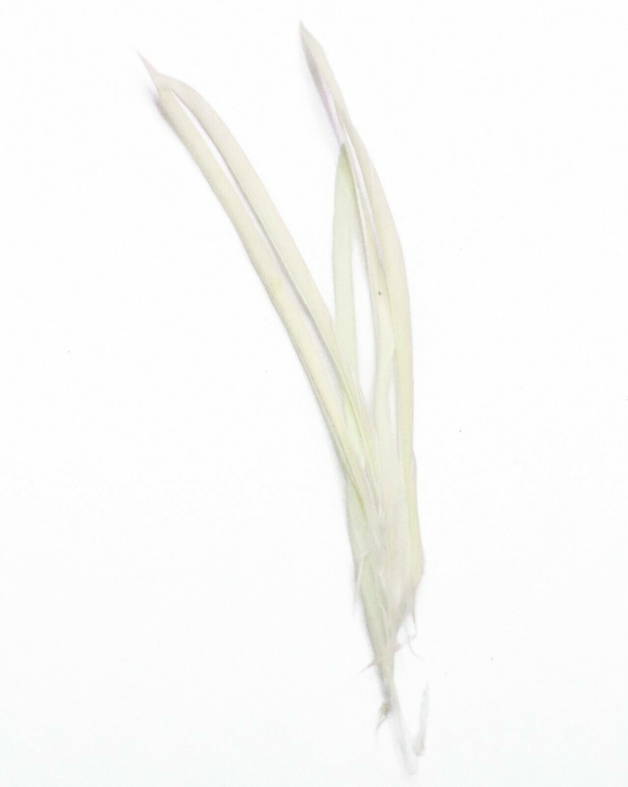 Long Fascinator Feathers Stripped Goose Biot Millinery Hats Trimmings Coloured