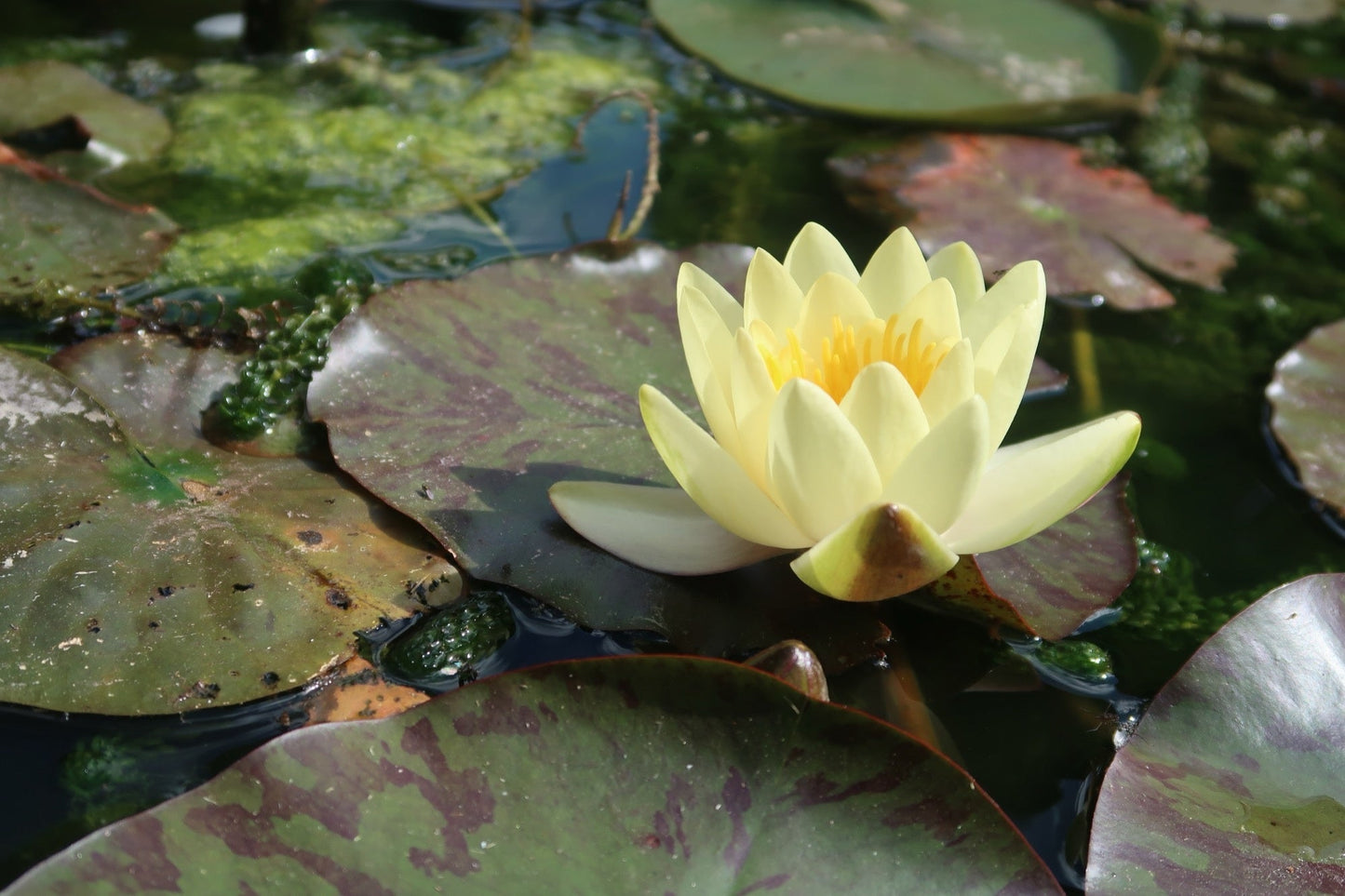 Yellow Sensation Water Lily - Pond Plants - MW30