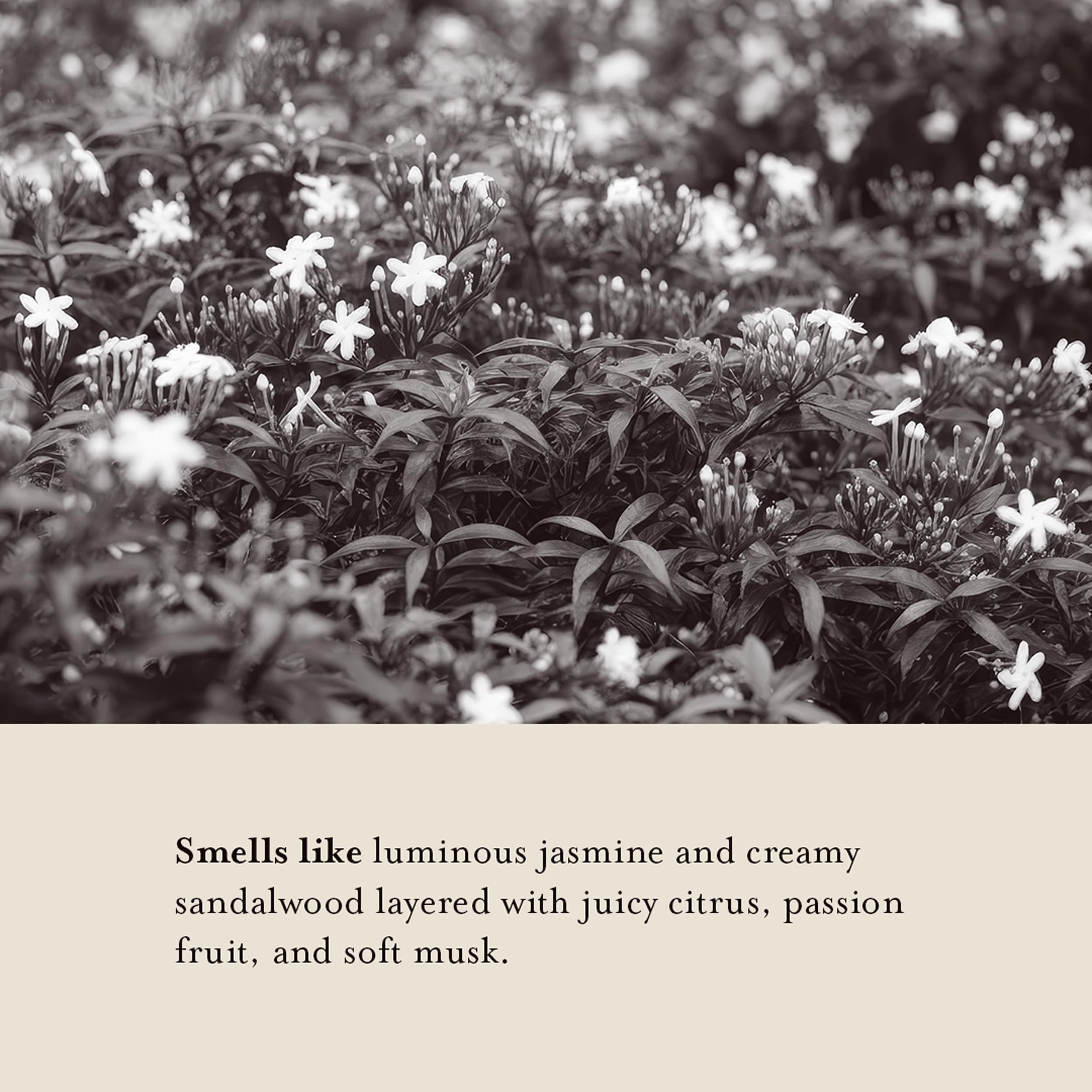 A LA MAISON Cleansing Shower Oil – Jasmine & Santal | Hydrating Oil-to-Lather