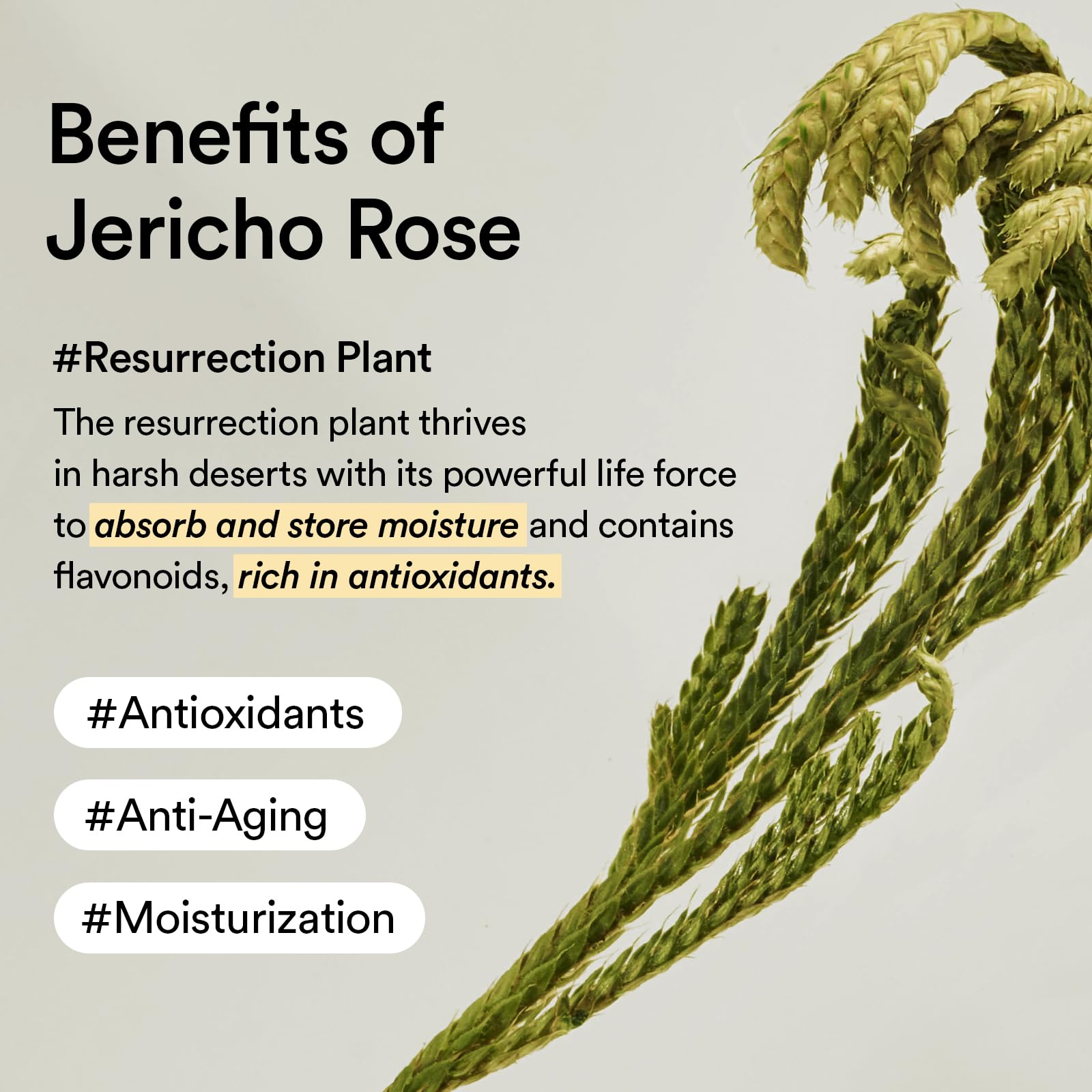Abib Jericho Trial Kit – Travel-Ready Korean Skincare (Toner Pads, Cream, Serum) Beige