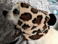 Pet Hat Warm Drawstring Adjustment Cap