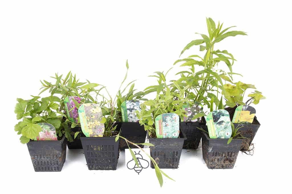 Lincolnshire Pond Plants Bee Marginal 8 Pack Potted - BF802